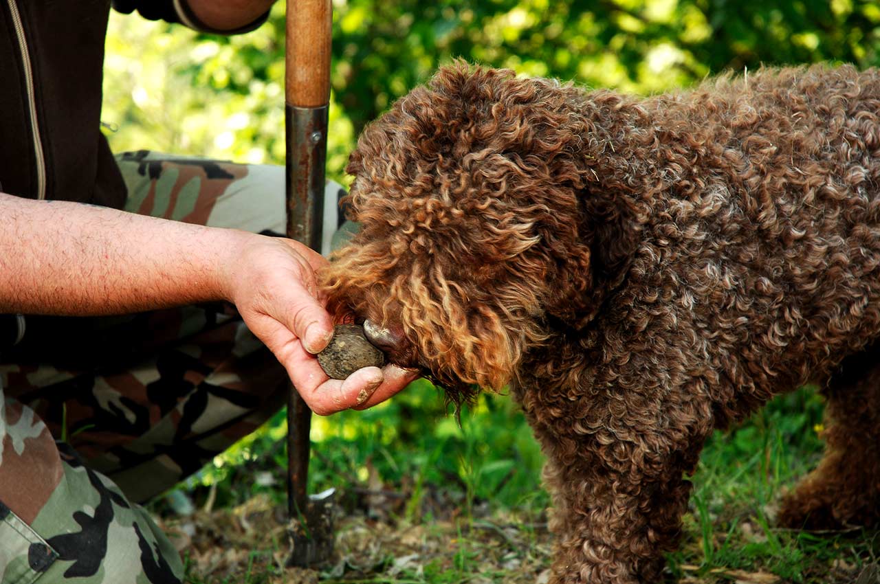 l miglior cane da tartufo e le caratteristiche di un buon cercatore