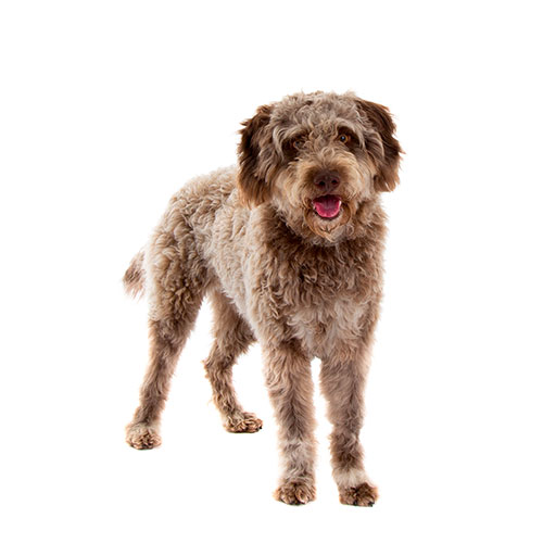 Lagotto romagnolo