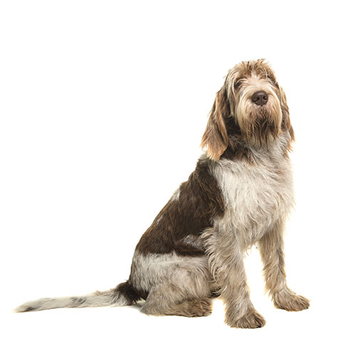 Spinone italiano