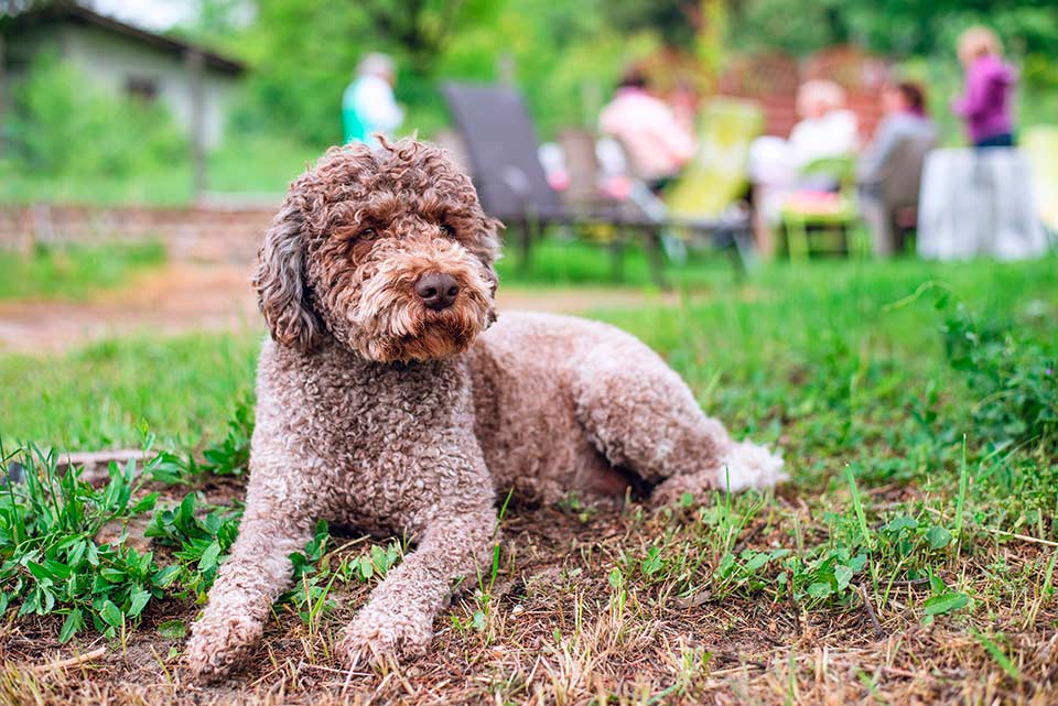 Lagotto romagnolo