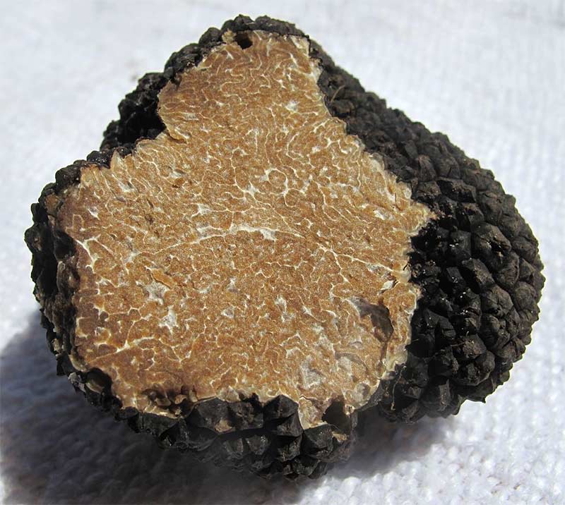 Tartufo Scorzone