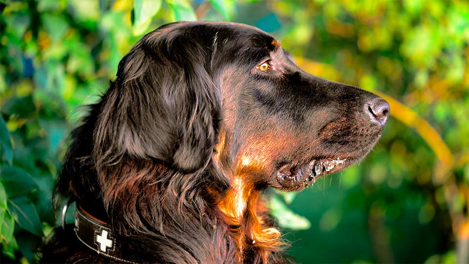 Gordon Setter cane da tartufo