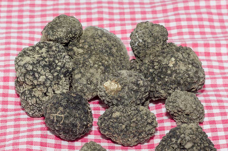 Tartufo nero scorzone