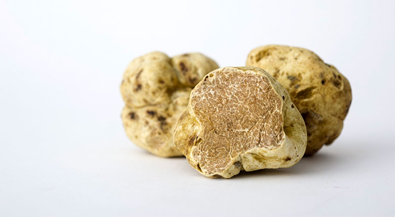 Tartufo bianco