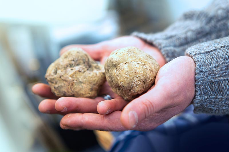 Tartufo bianco