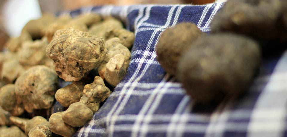 Tartufo bianco e tartufo nero