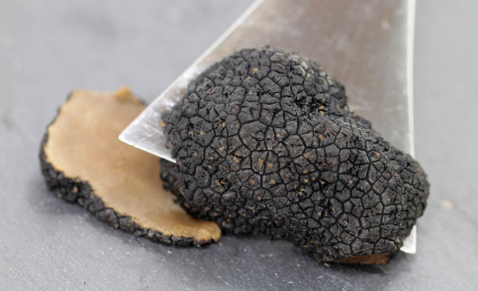 Tartufo nero estivo