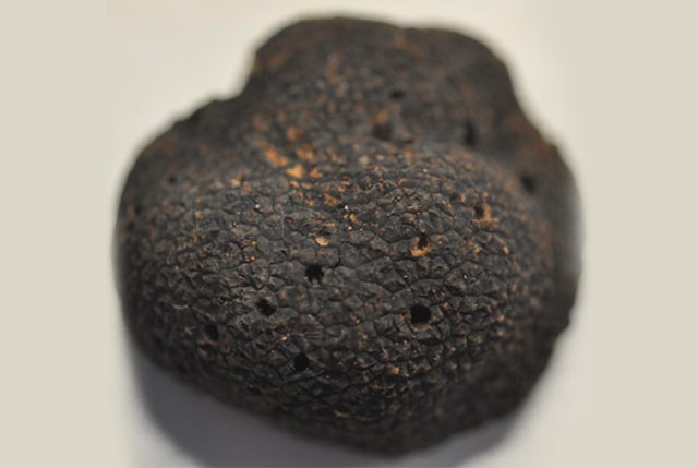 Tartufo nero