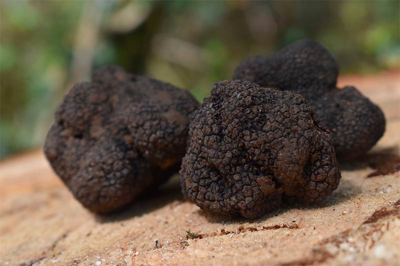 Tartufo nero