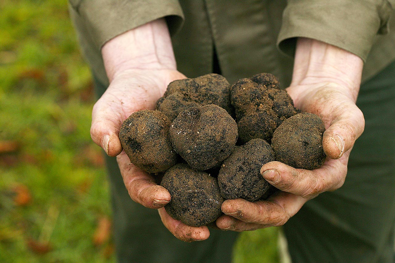 Tartufo nero pregiato