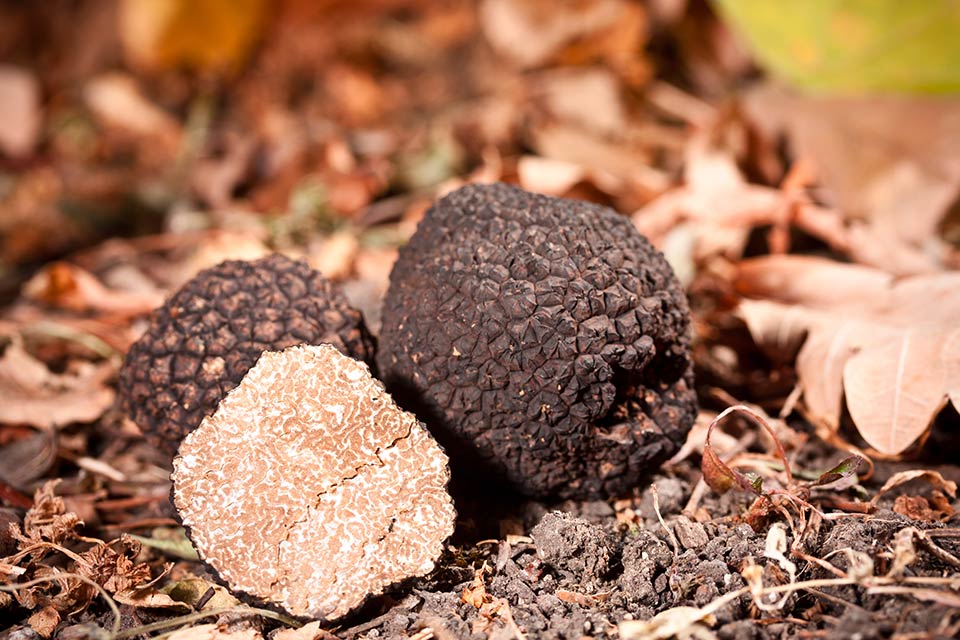 Tartufo nero pregiato dove si trova