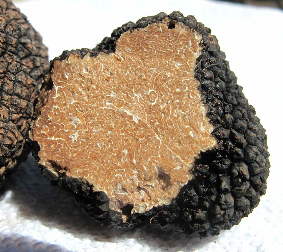 Tartufo nero estivo - Scorzone