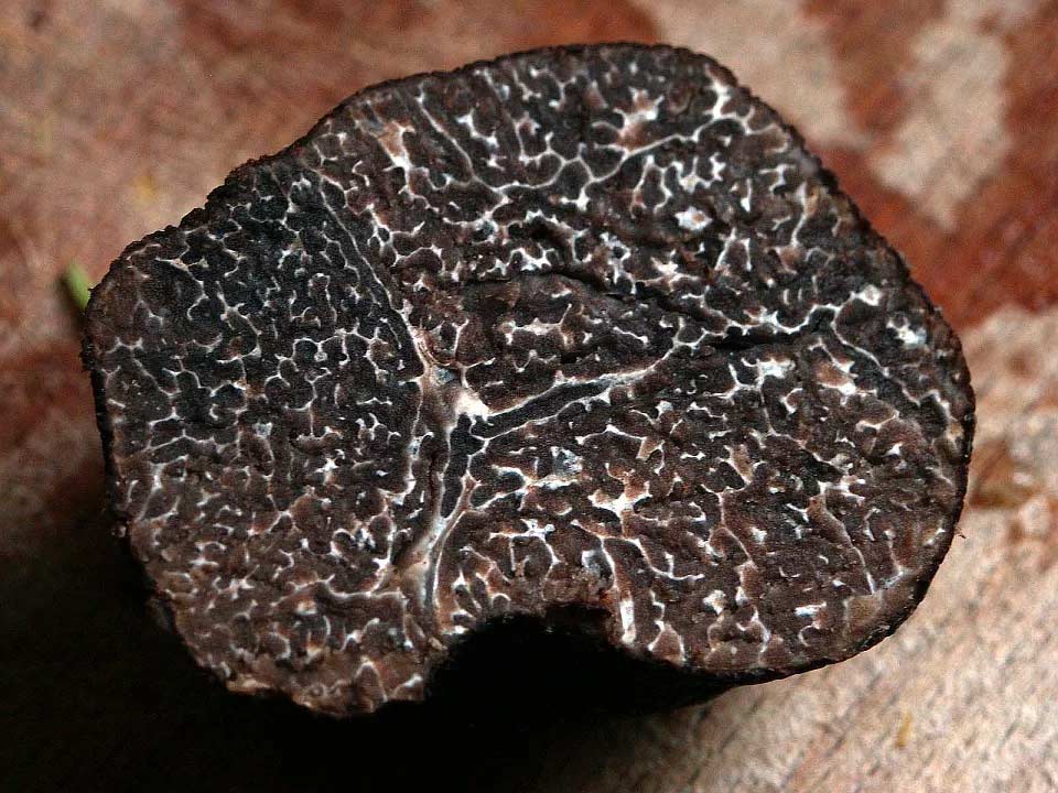 Tartufo nero invernale