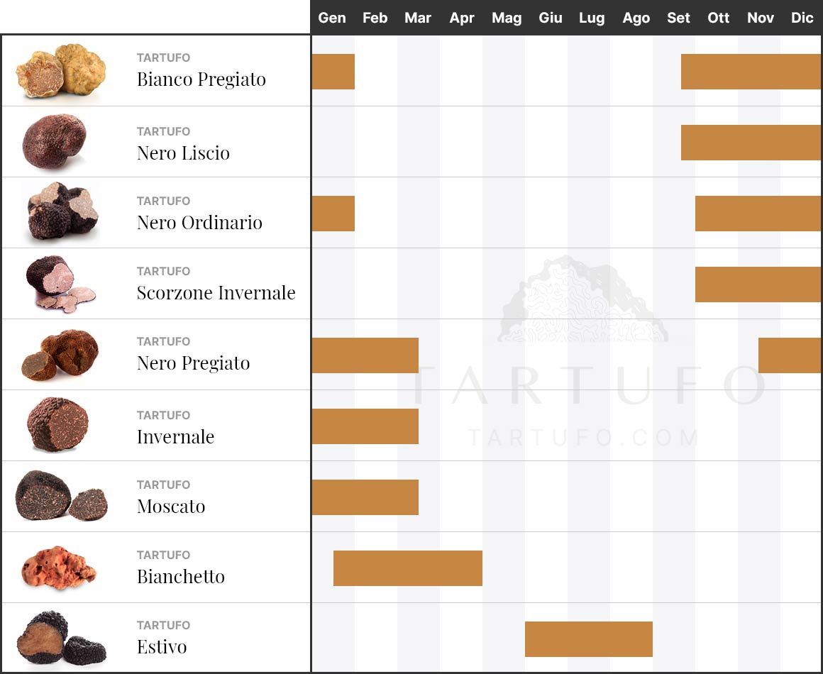 Calendario periodo di raccolta dei tartufi