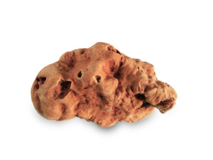 Tartufo Bianchetto