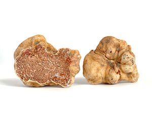 White truffle or Alba truffle
