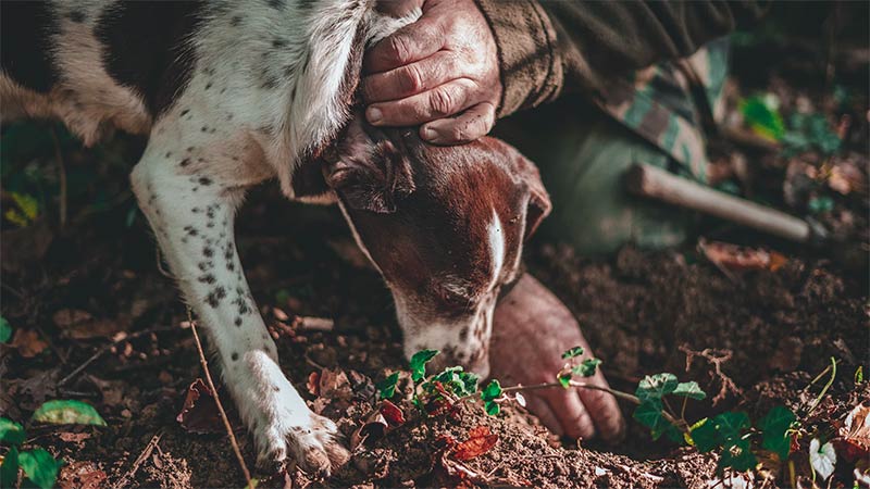 Cane cerca tartufo