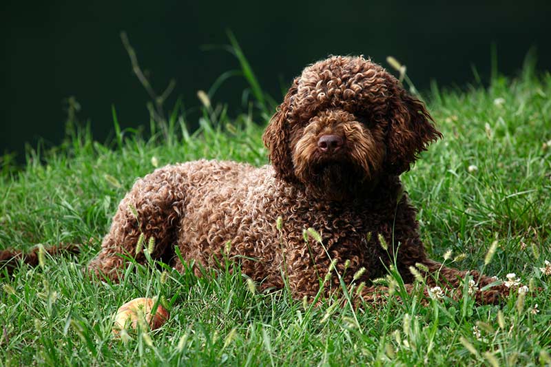 Lagotto Romagnolo