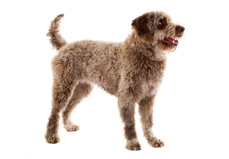 Lagotto Romagnolo