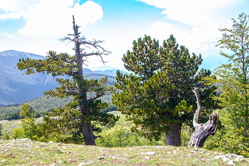 Parco Nazionale del Pollino