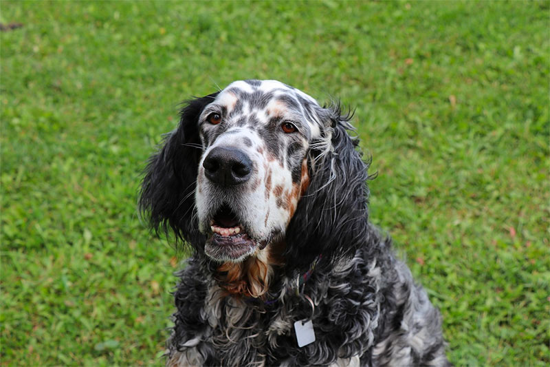 Setter inglese primo piano