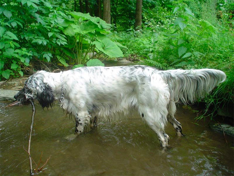 Setter inglese nel bosco