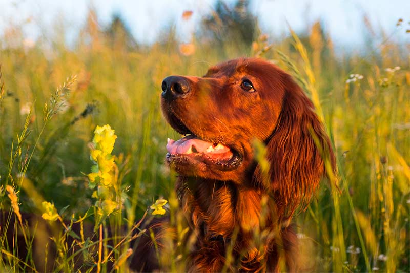 Setter Irlandese