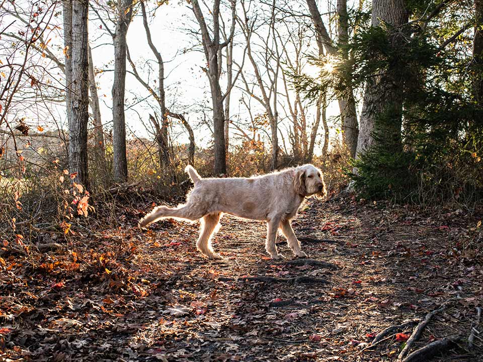 Spinone Italiano