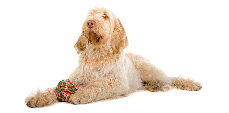 Spinone Italiano