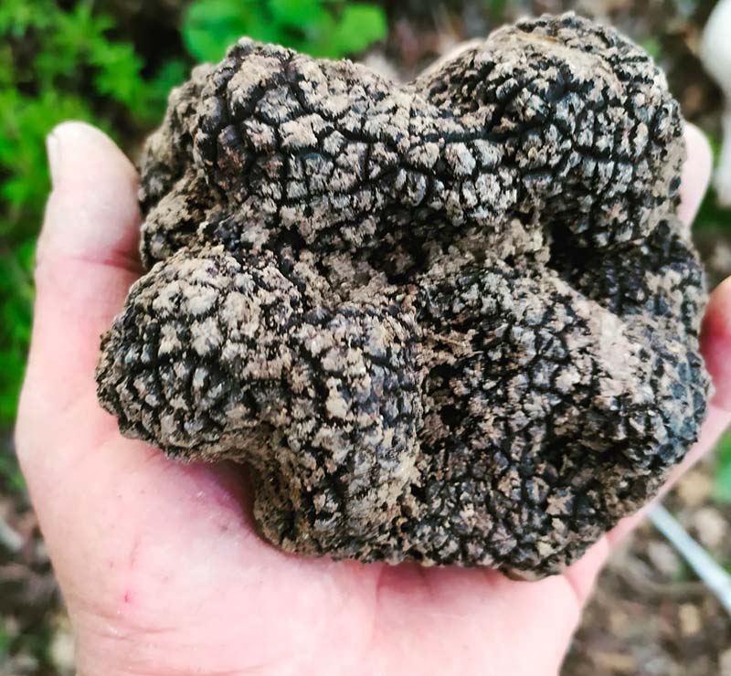 tartufo nero estivo pezzatura grande