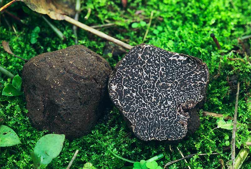 Tartufo nero di Norcia