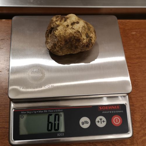 White Alba Truffle Tuber Magnatum Pico