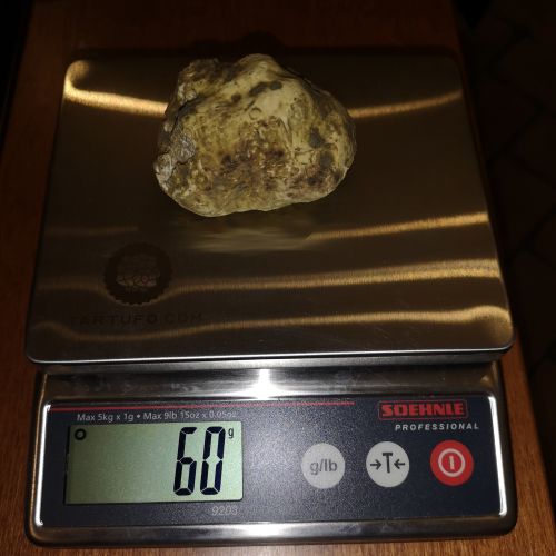 White Alba Truffle Tuber Magnatum Pico